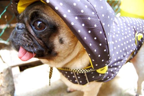Recycling Zychal Dog Raincoat